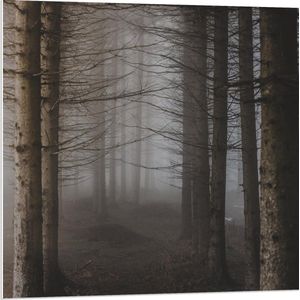 Forex - Grauw Bos - 80x80cm Foto op Forex