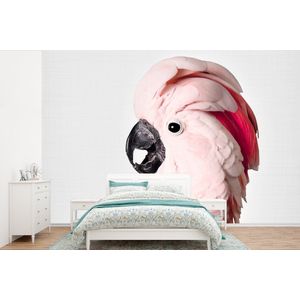 Kaketoe - Roze - Dieren - Natuur - Behangpapier