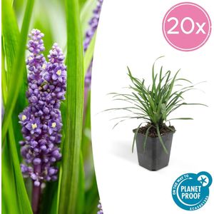 Leliegras (Liriope muscari 'Big Blue') x20, frisse bodembedekker
