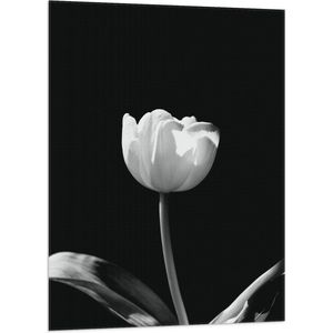 WallClassics - Vlag - Witte Tulp - Zwart Wit - 70x105 cm Foto op Polyester Vlag