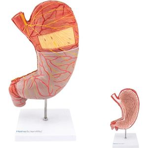 Het menselijk lichaam - anatomie model maag (2-delig, 25x13x6 cm)