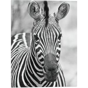 WallClassics - Vlag - Kop van Prachtige Zebra (Zwart- wit) - 30x40 cm Foto op Polyester Vlag