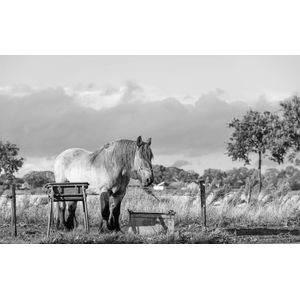 Trekpaarden TW8 - Canvas - Ton van der Weerden - 50 x 70 cm