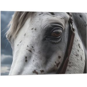 Vlag - Wit gevlekt paard met een halster om - 80x60 cm Foto op Polyester Vlag