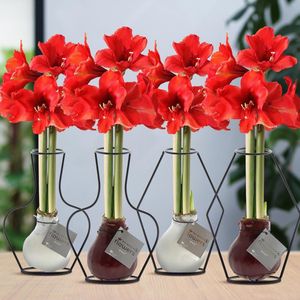 Green Harmony | (wax amaryllis) | Formz Mix (4 pack) + Red flower