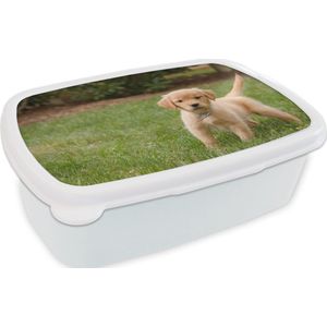Broodtrommel Wit - Lunchbox - Brooddoos - Golden Retriever pup in het groene gras - 18x12x6 cm - Volwassenen