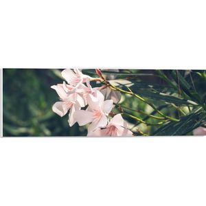 PVC Schuimplaat - Licht Roze Oleander Bloemen Tussen Donker Groene Takken en Bladeren - 60x20 cm Foto op PVC Schuimplaat (Met Ophangsysteem)
