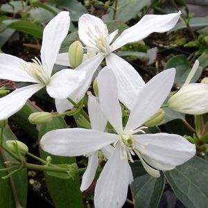 Clematis Armandii (Groenblijvend en Winterhard) - Meerjarige Klimplant - Wit - 2 liter pot - Winterhard, Geurend en Meerjarig