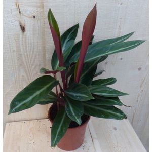 Calathea Trio Star Pauwenplant smal blad met wit 30 cm