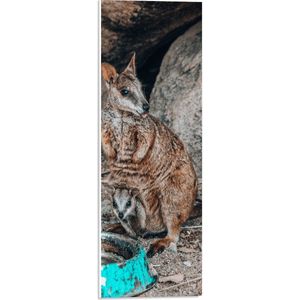 WallClassics - PVC Schuimplaat - Kangaroo met Jong bij Blauwe Drinkbak - 20x60 cm Foto op PVC Schuimplaat (Met Ophangsysteem)