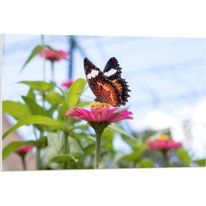 Forex - Vlinder op Roze Bloem - 90x60cm Foto op Forex
