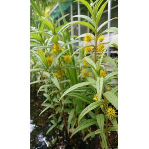 Moeraswederik (Lysemachia thyrsiflora) - Vijverplant - 3 losse planten - Om zelf op te potten - Vijverplanten Webshop