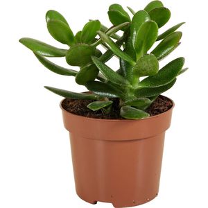 Bloomique - Crassula Ovata Magical Tree - Jade Plant - Kamerplanten - Vetplant - Succulent - Zeer Gemakkelijk Te Verzorgen - 15-20 cm Hoog - Pot 12 cm