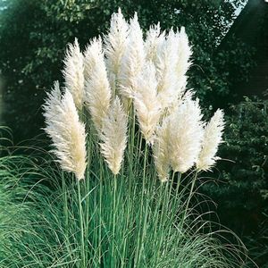 Plants Online - Tuinplanten - Siergrassen - Set van 1 - Cortaderia selloana - 2 liter pot - Plant