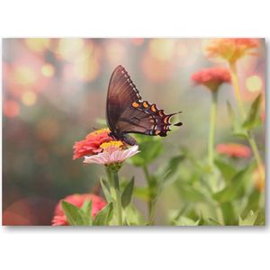 Kleine zwarte satyrium vlinder op een roze bloem - 70x50 Canvas Liggend - Dieren - Natuur - Bloemen