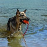 KONG Aqua Maat L Waterspeeltje Hondenspeelgoed