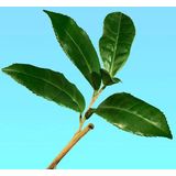 Calvin Klein Ck One Skin Moisturizer - 250 ml