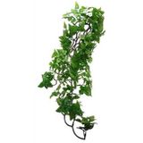 Komodo Philodendron 60 cm