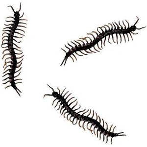 Horror decoratie nep duizendpoten - 12x stuks - zwart - 13 cm - Halloween/horror dieren insecten - decoratie/versiering
