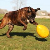 Jolly pets Egg speeltje 30 cm - Geel