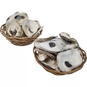 COYOUCO Grote Natuurlijke Schelpen, Ideaal Voor Bruiloft Decoraties Strand Thema Feesten, Home Decoraties, DIY, Fish Tanks En Shell Collectors,25cm