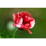 Lensbaby Velvet 85 - Zwarte Nikon F - Creatieve Lens - Macro En Portret