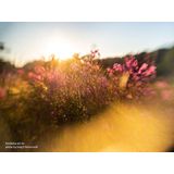 Lensbaby - Sol 22 MFT - Lens - Zwart - Geschikt voor Fullframe en APS-C