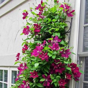 Clematis Rouge Cardinal - Klimplant  | Karmozijnrood bloeiend, Meerjarig en Winterharde Tuinplant | 1,5 liter pot