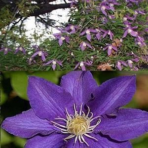 2 x Clematis Klimplanten: Set van Clematis The President & Clematis Alpina - Blauw/Paars - Meerjarig en Winterhard | 2 x 1,5 liter pot