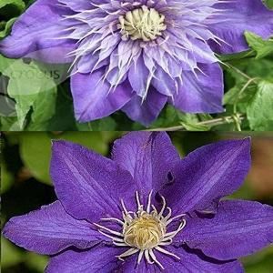 2 x Clematis klimplanten: Set van Clematis The President & Clematis Multi Blue - Blauw, Meerjarig en Winterharde Tuinplanten | 2 x 1,5 liter pot