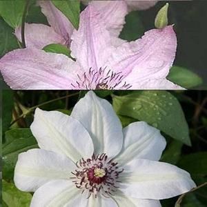 2 x Clematis klimplanten: Clematis Hagley Hybrid & Clematis Miss Bateman - Roze en Wit bloeiend - Meerjarig en Winterhard | 2 x 1,5 liter potx