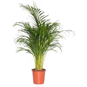 KAMERPLANT DYPSIS LUTESCENS ""ARECA PALM