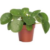 Kamerplant Pilea Peperomioides 'Pannenkoekenplant'