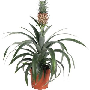 Kamerplant Eucomis Mi Amigo 'Ananasplant'