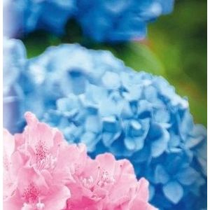 Warentuin Mix - Hortensia/Rhododendron/Heide grond 20 liter