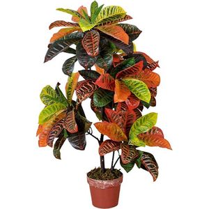 Kunst Codiaeum Variegatum - 100 cm