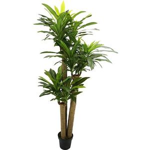 Kunst Corn Stalk Dracaena - 190 cm