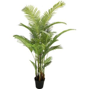 Areca palm 190 cm - Buitengewoon de Boet