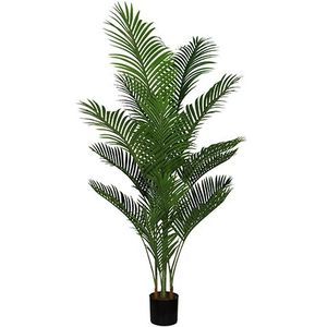 Areca palm 165 cm - Buitengewoon de Boet