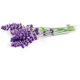 Rubson Sensation Navullingen Lavendel 2x 300 g Box | 2 Navullingen voor vochtopname | Rubson Sensation Navullingen s.