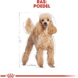 Royal Canin Poodle Adult - 1,5 kg