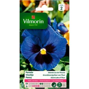 Vilmorin - Viooltje - Grootbloemig Meer van Thun - V202