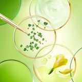 NUXE Nuxuriance Ultra - Anti-Aging Crème - 50 ml - Rijk - Voor Droge Huid