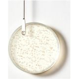 Rene Furterer - Triphasic - Anti-Haaruitval Shampoo - Zonder Siliconen - 200ml