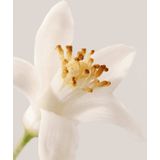 Payot - Mousse Aerienne - Make-up Remover - 150ml - Cosmetica