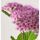 Payot - Pate Grise Pate Originale Stop Bouton - 15ml - Gezichtscrème