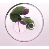 Kérastase - Chroma Absolu Bain Riche Chroma Respect - Shampoo - Kleurbeschermend - Voor Gekleurd Haar