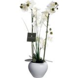 Atmosphera Orchidee bloemen kunstplant in witte bloempot - witte bloemen - H53 cm