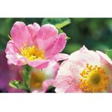 Weleda - Wilde Roses - Deodorant Spray - Natuurlijke Formule