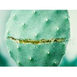 Weleda - Hydraterende Gezichtscrème - Cactus & Aloe Vera - 50ml - Biologisch